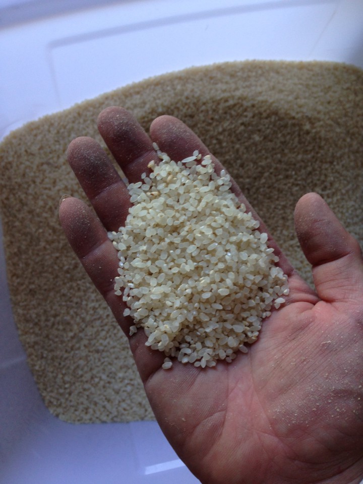 籾摺り機後の米