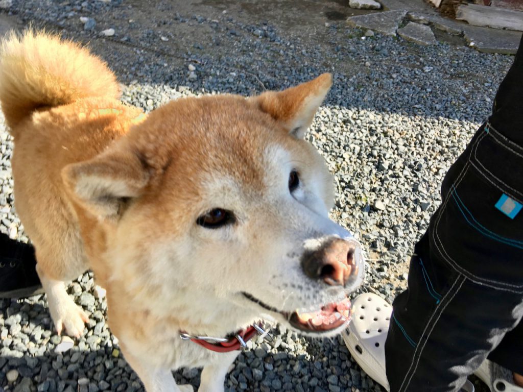 虚空蔵寺の犬