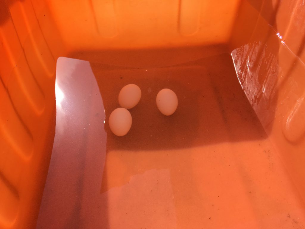 塩水選にて浮かない卵
