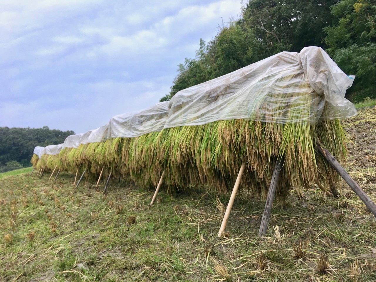 農林22号】去年と比較して10倍くらい効率が上がった稲刈りと天日干し