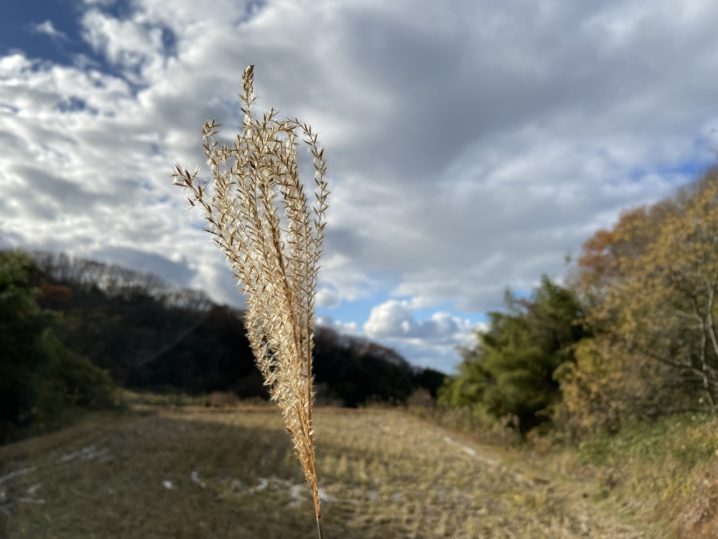 冬の田んぼ