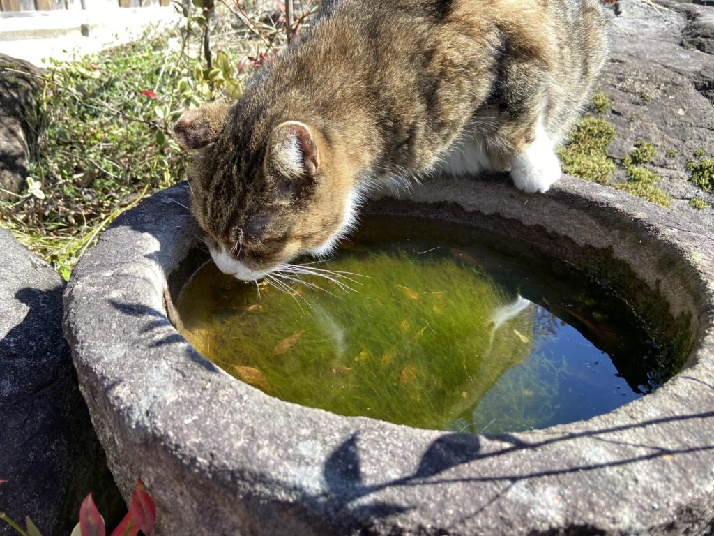 水飲み猫