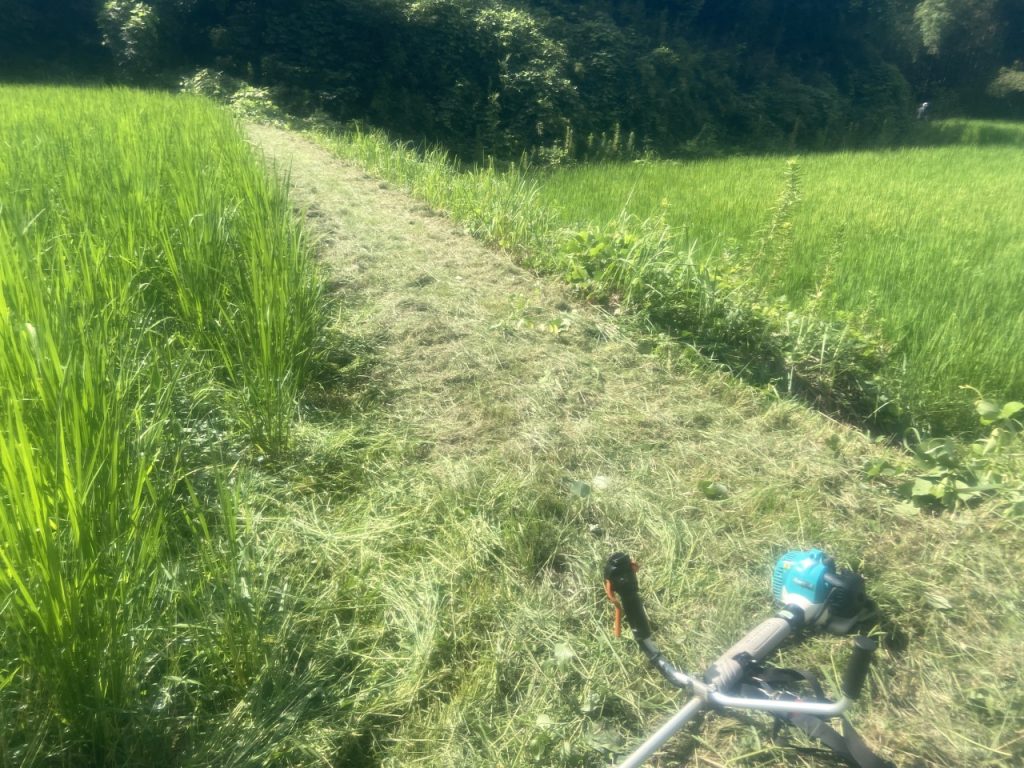 日中の草刈り