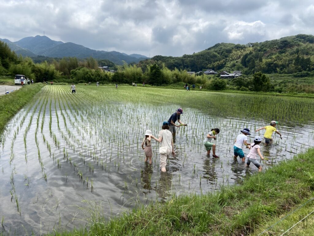 田植えイベント