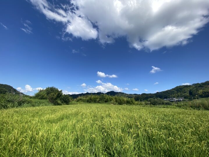 コシヒカリ田んぼ