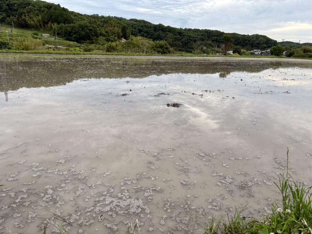 代掻き後