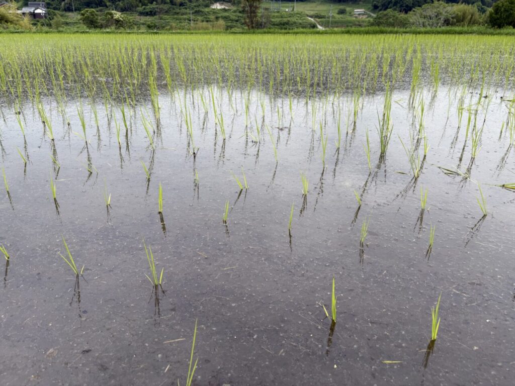 農林22号田植え