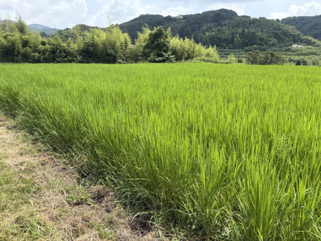 イノシシに入られた田んぼ