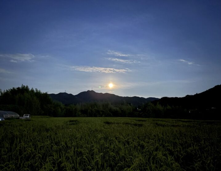 夜の田んぼ