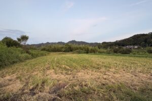 コシヒカリ収穫後