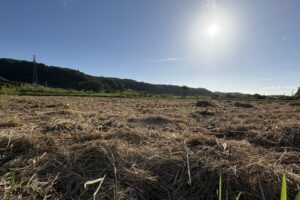 農林22号収穫後の田んぼ