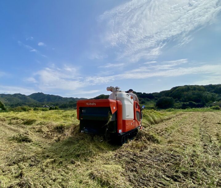 農林22号稲刈り