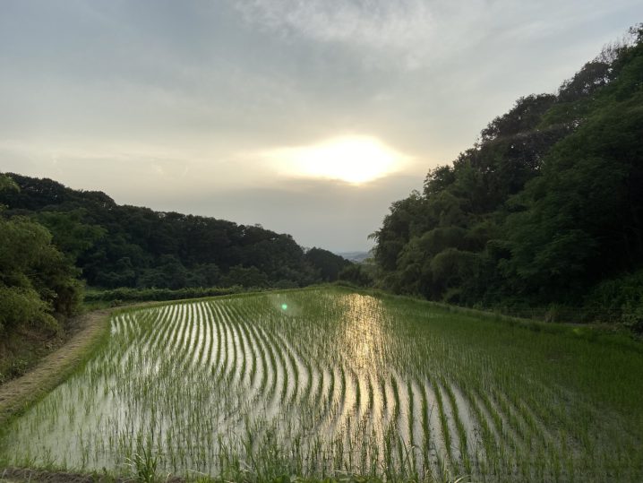 田んぼから見る夕日