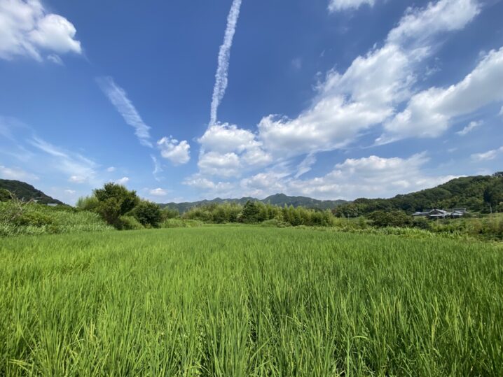 コシヒカリ出穂