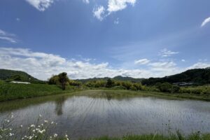 コシヒカリ田植え