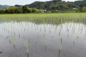 農林22号田植え