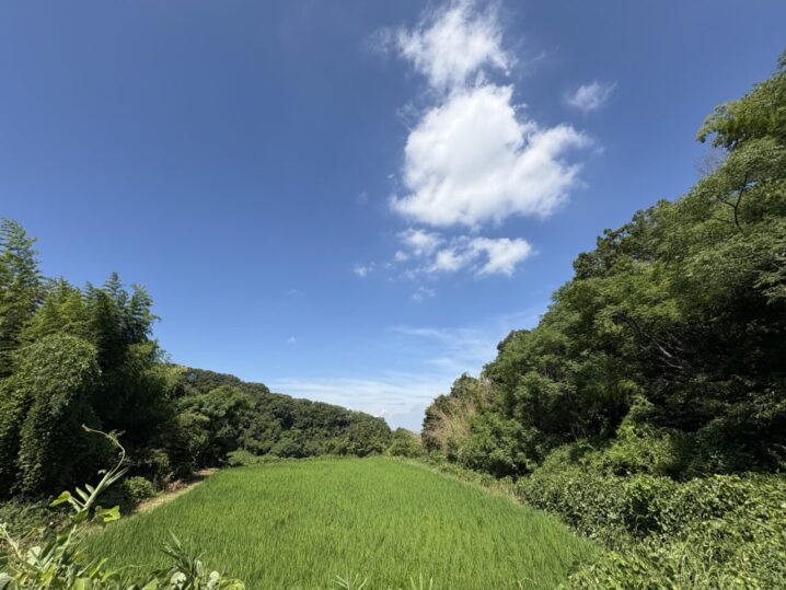 農林22号