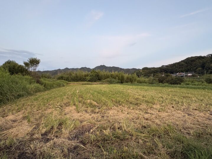 コシヒカリ収穫後