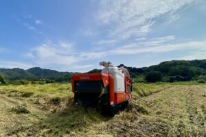 農林22号稲刈り